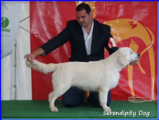 Aslan (Zampanzar Silver Class)
www.SerendipityDog.es
Cria Responsable y Familiar del Golden Retriever